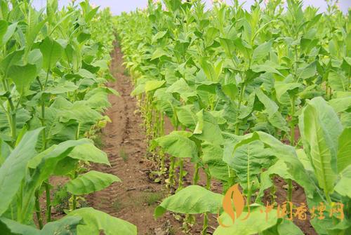 2020煙草發展趨勢 煙草行業發展前景怎么樣