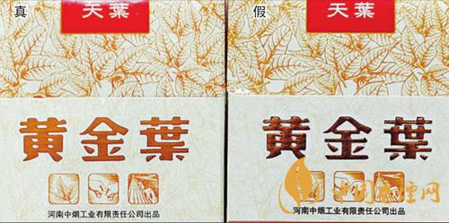 黃金葉天葉怎么區分  黃金葉天葉最新區分方法