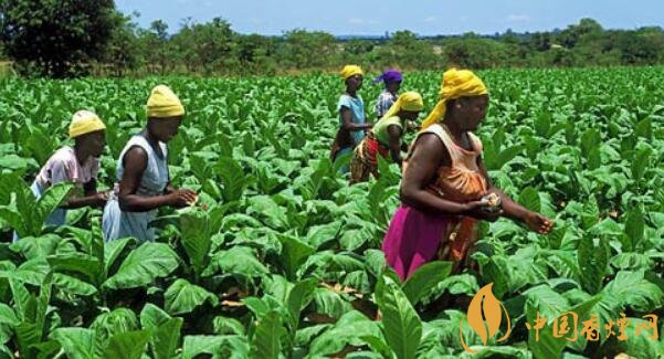 煙草種植有多大利潤 最新煙草種植技術