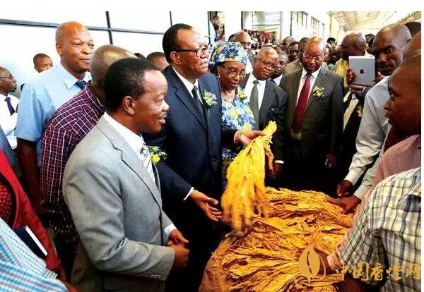 津巴布韋煙葉為什么好,黃金煙葉成為國寶