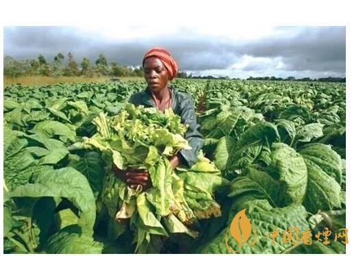 津巴布韋煙葉為什么好,黃金煙葉成為國寶